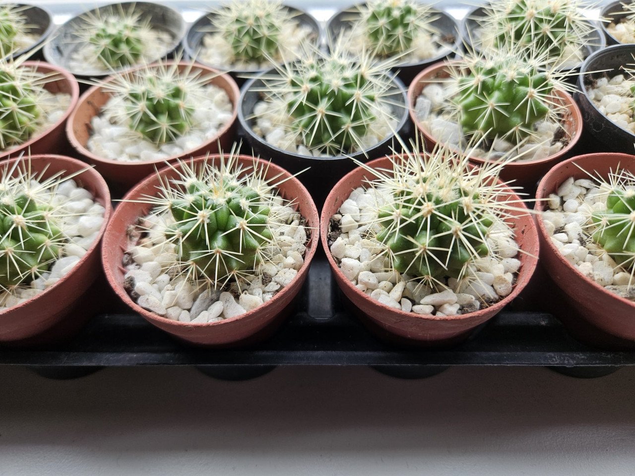 Mooie cactusjes