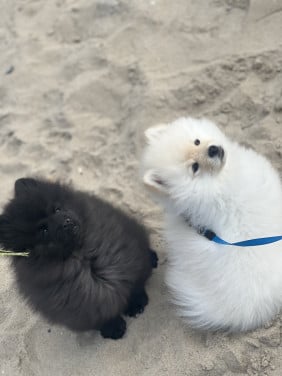2 ontzettend lieve pups te koop❤️