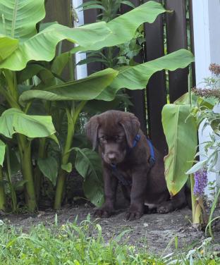 Labrador pup reu
