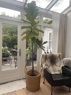 Plant Ficus 240 centimeter