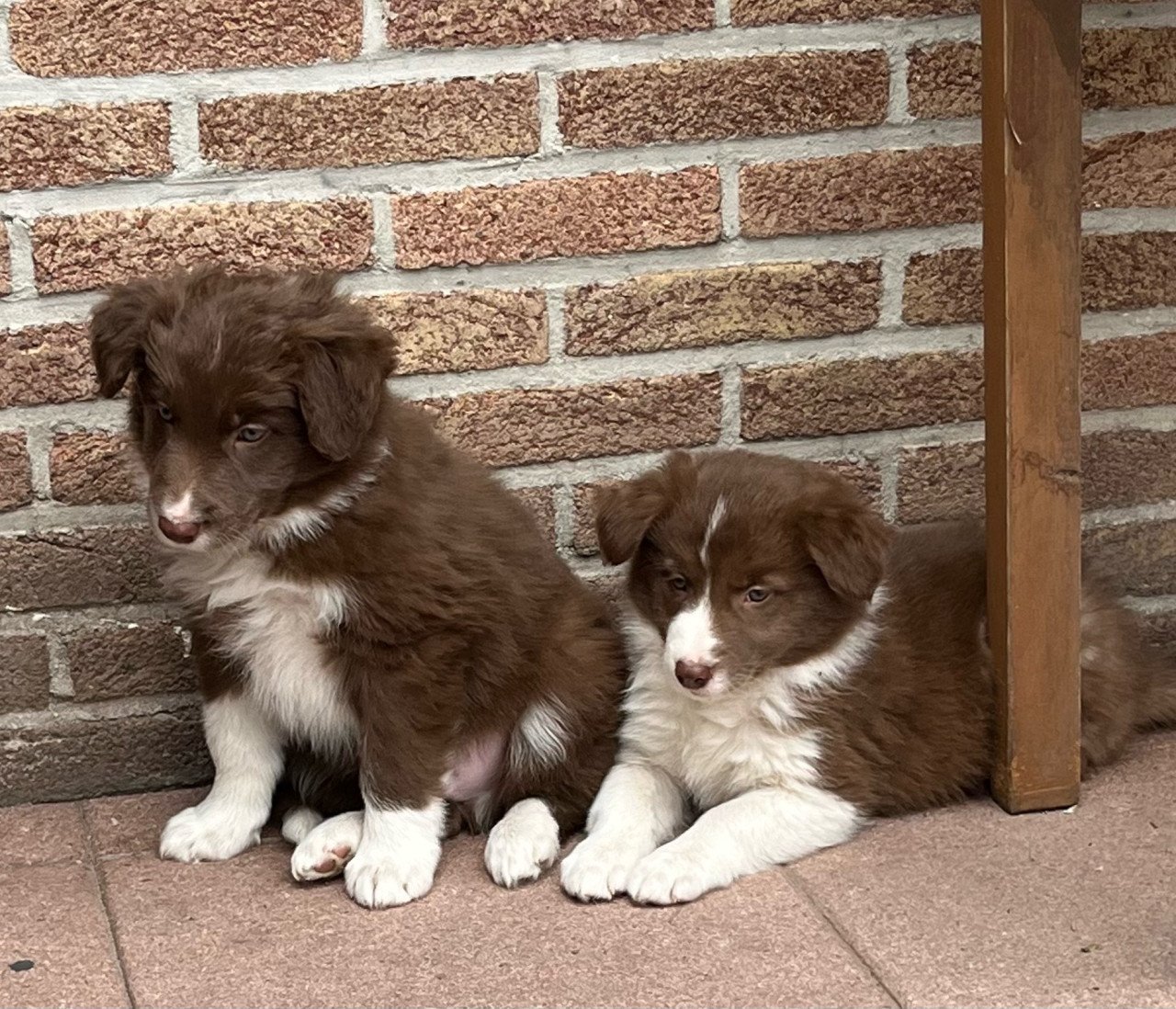 Border collie puppies