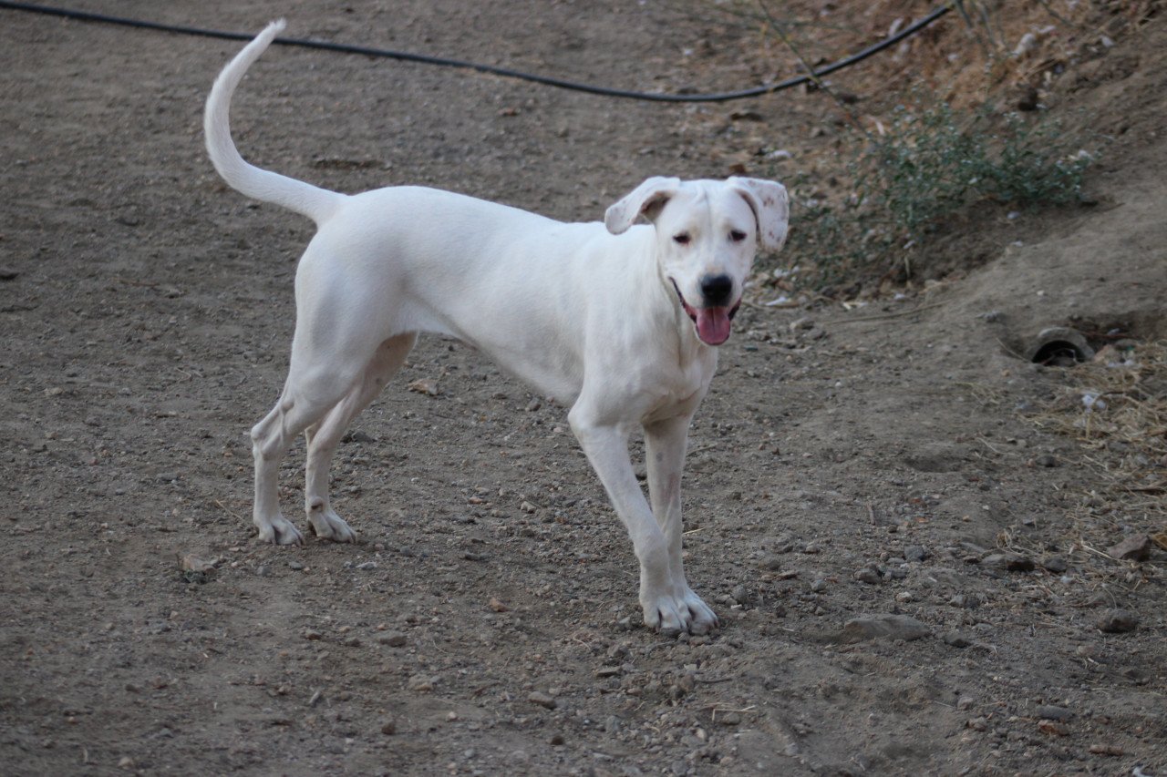 Alora Dog Rescue: Lieve Jess zoekt een baasje