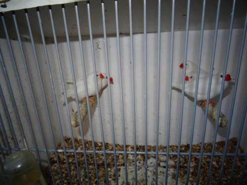 Te koop nog enkele mooie grotere witte zebravinkjes broedrijp