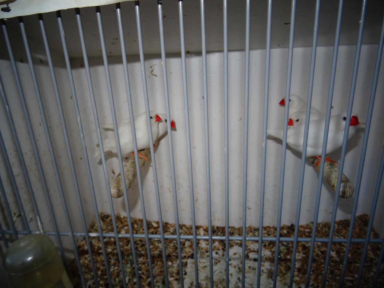 Te koop nog enkele mooie grotere witte zebravinkjes broedrijp