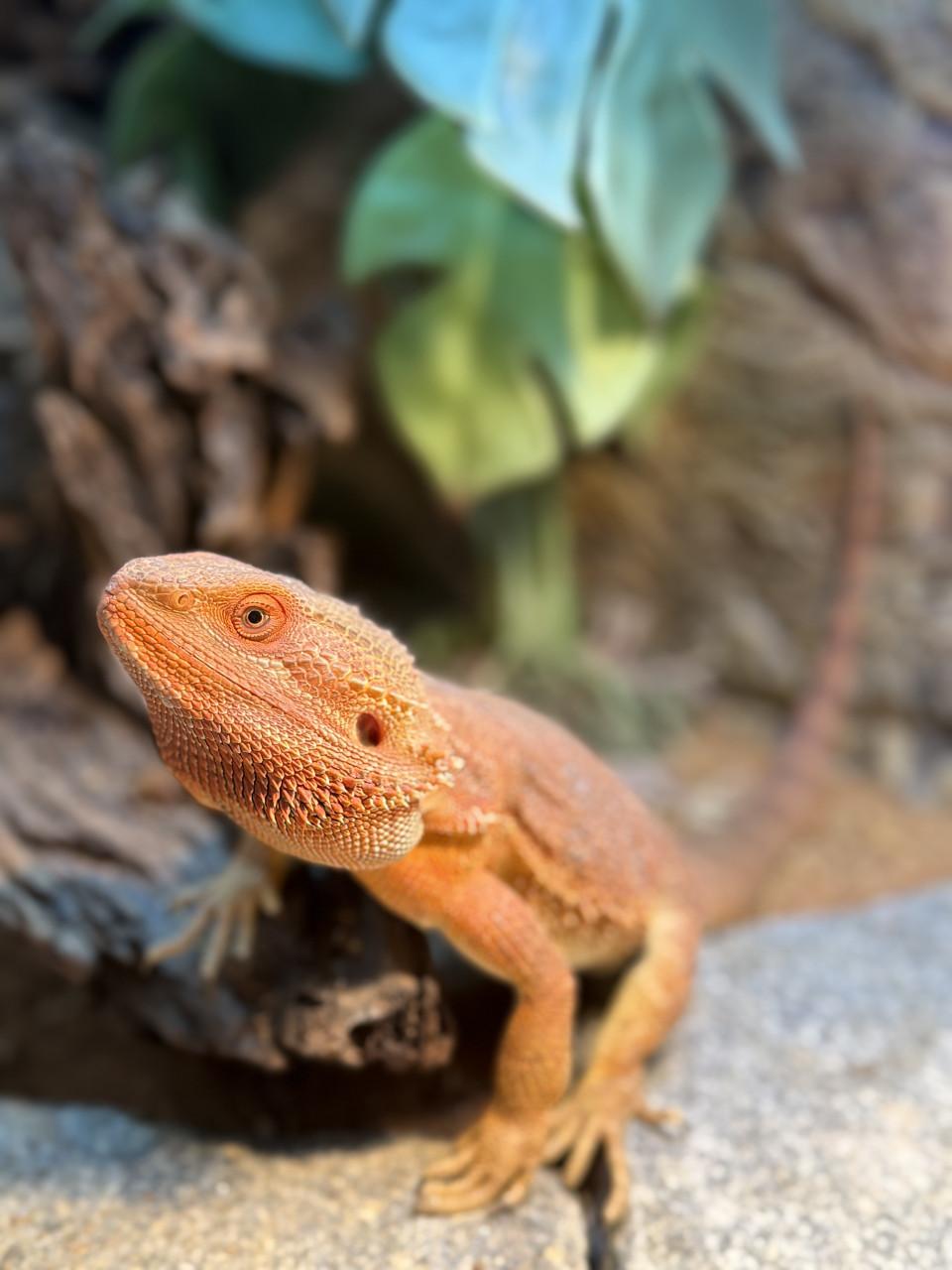 Terrarium inclusief alles en baardagaam