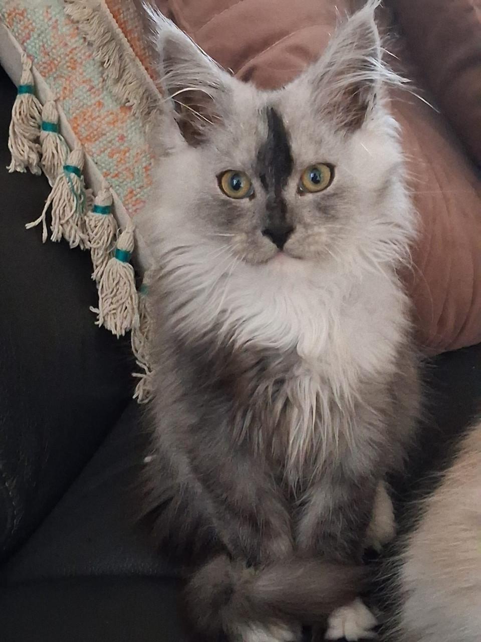 Kittens maincoons en Maincoons/Ragdoll