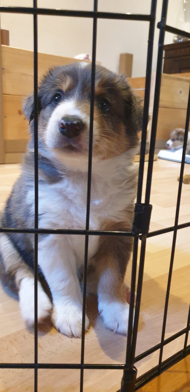 Border Collies