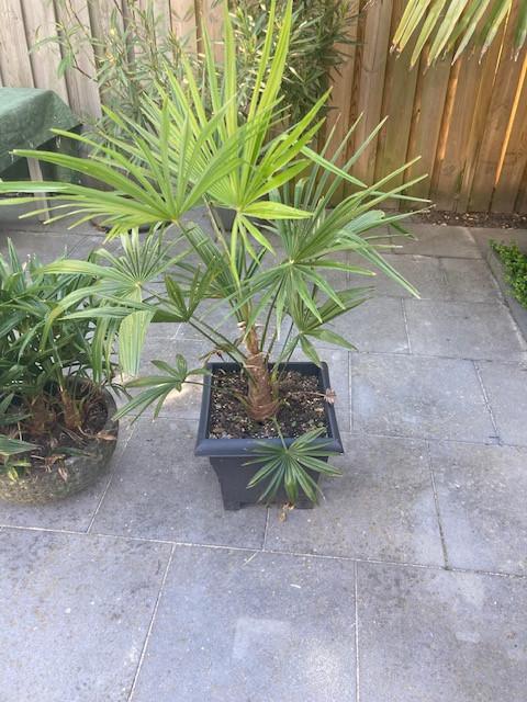 Chinese Waaierpalmen