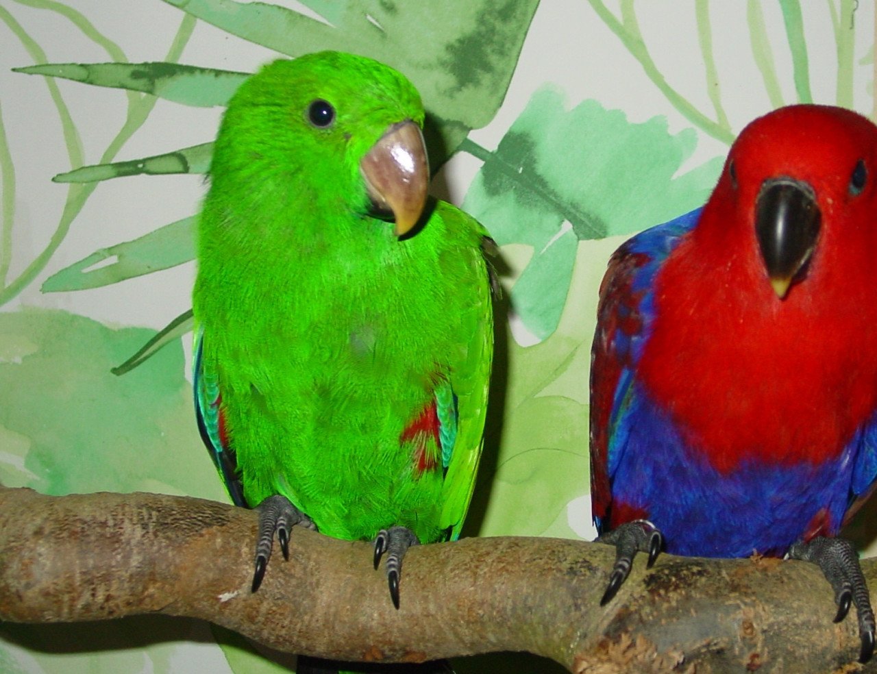 N>G> Edelpapegaaien eigen kweek vogels handtam en natuurkweek