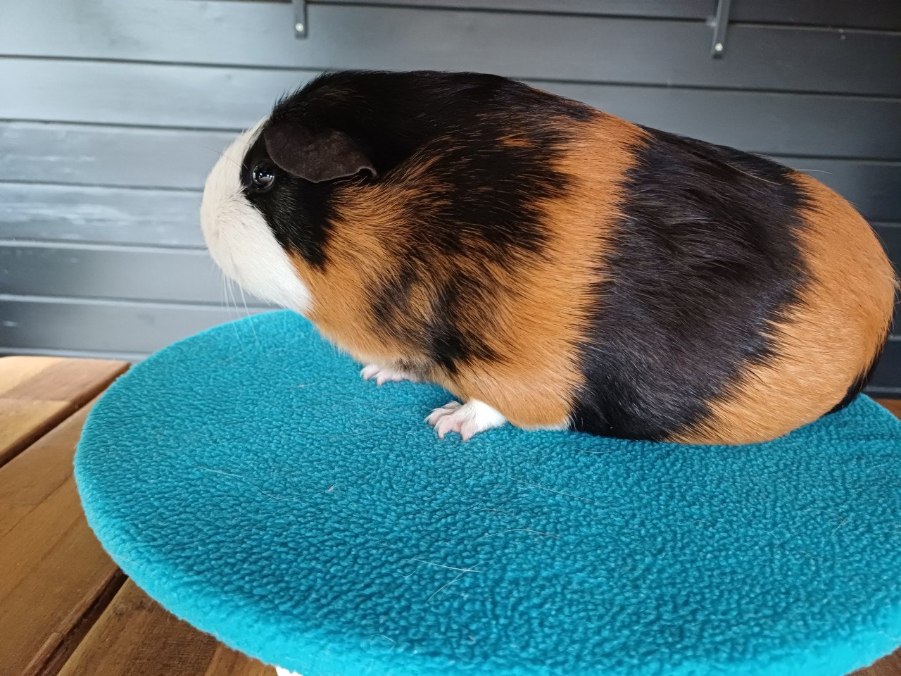 Diverse cavia's aangeboden