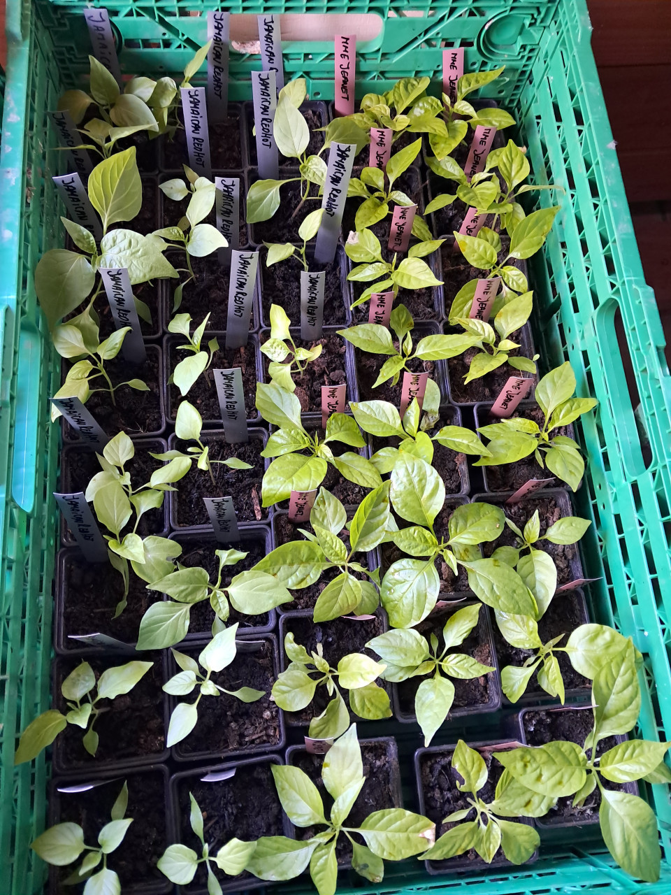 Peper planten