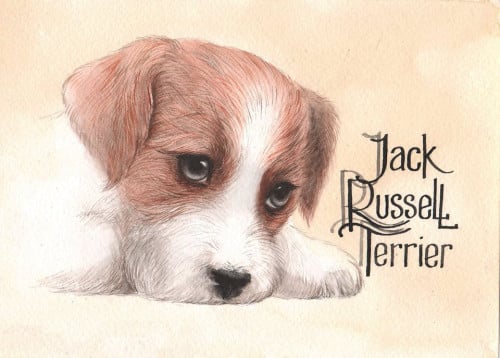 Jack Russell Terrier teefje