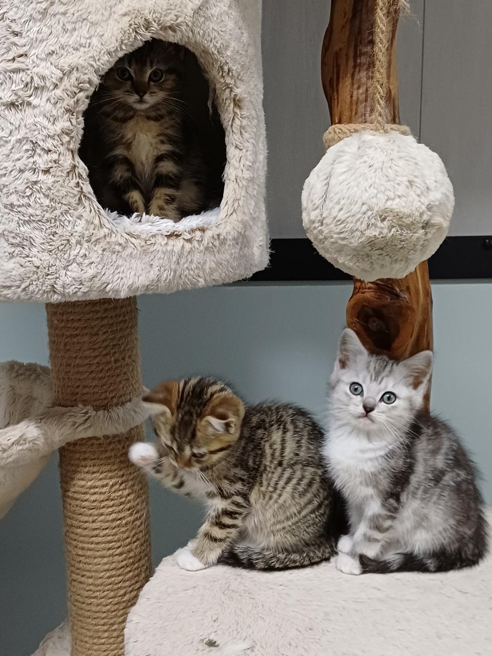 Prachtige Brits Korthaar x Ragdoll kittens beschikbaar.