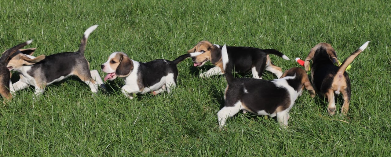 Beagle pups