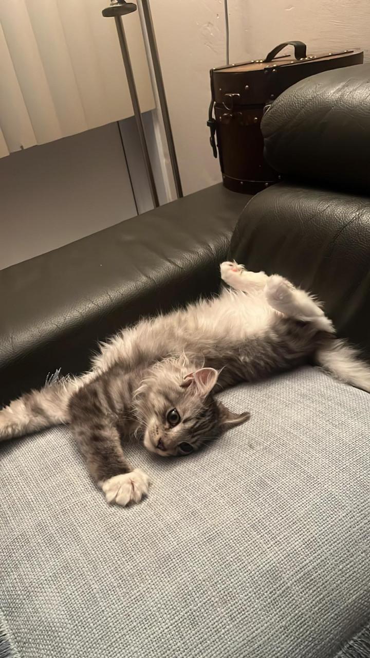 Prachtige Maincoon Ragdoll kittens zoeken met spoed een nieuw huis