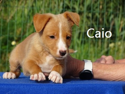 Pup Caio♂  Carlao♂  Castor♂ + Canela♀  Chiclete♀  Coral♀  Chloe♀ en Claire♀