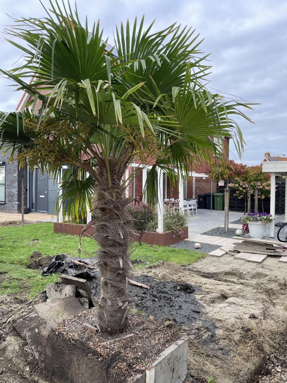 Palmboom gratis ophalen