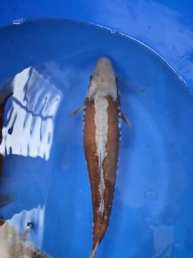 Diverse einde tosai of nisai  koi