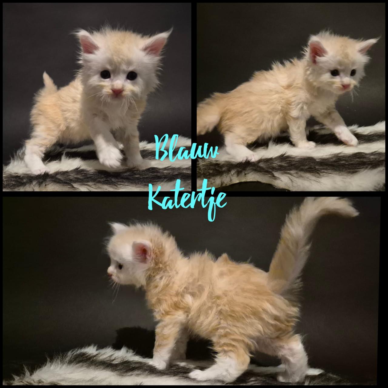 Prachtige maine coin kittens