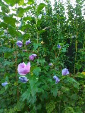Jonge hibiscus struiken van 120 cm hoog