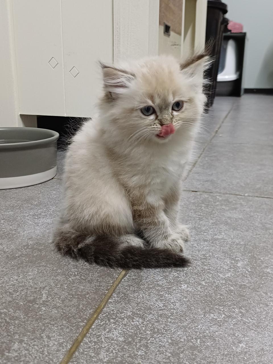 2 prachtige Ragdoll kittens beschikbaar (2 poesjes)