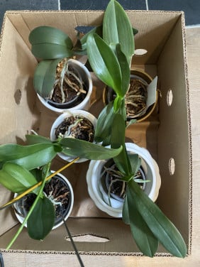 Orchideeën doos vol inclusief sierpotten