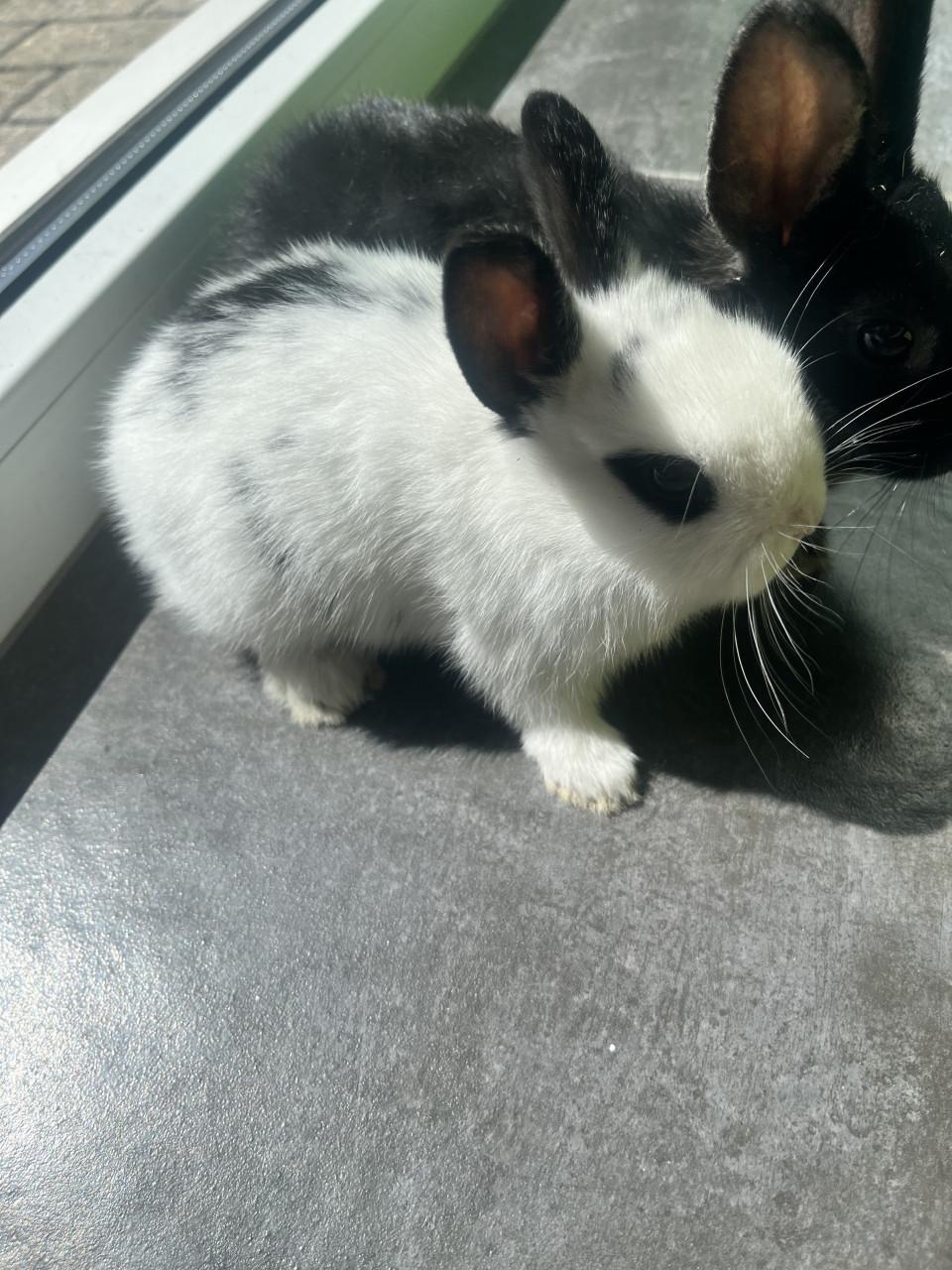 8 lieve baby konijntjes te koop