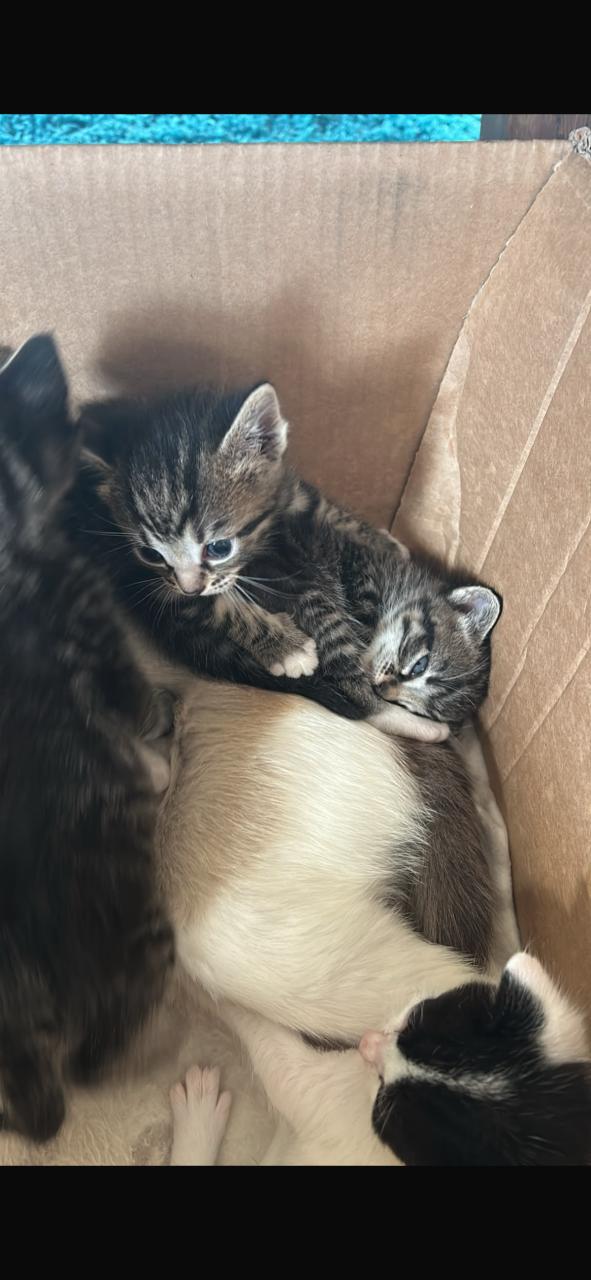 Mooie kittens 🐈‍⬛ 🐾