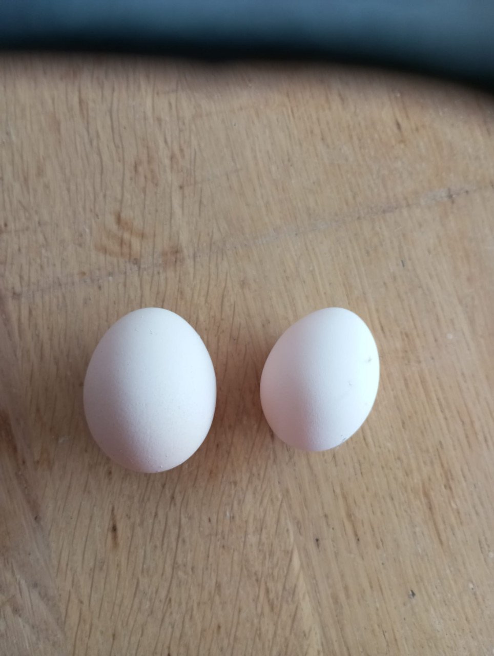 Kippen, Auracana en Marans