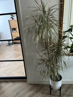 Kamerplant
