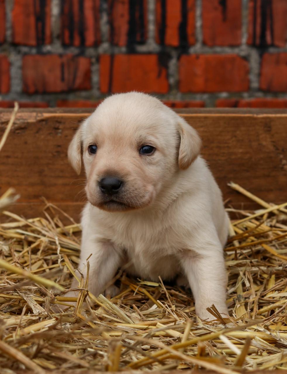 Prachtige labrador pups te koop geboren op de boerderij