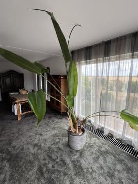 Strelitzia plant met pot