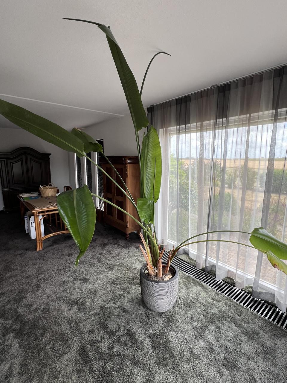 Strelitzia plant met pot