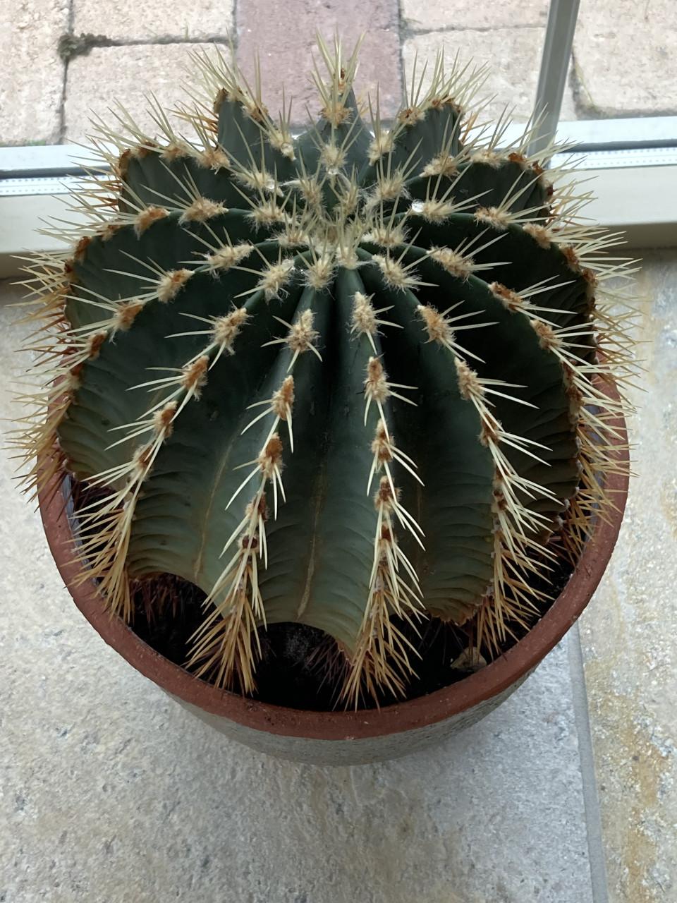 50 jaar oude cactus in handgevormde pot