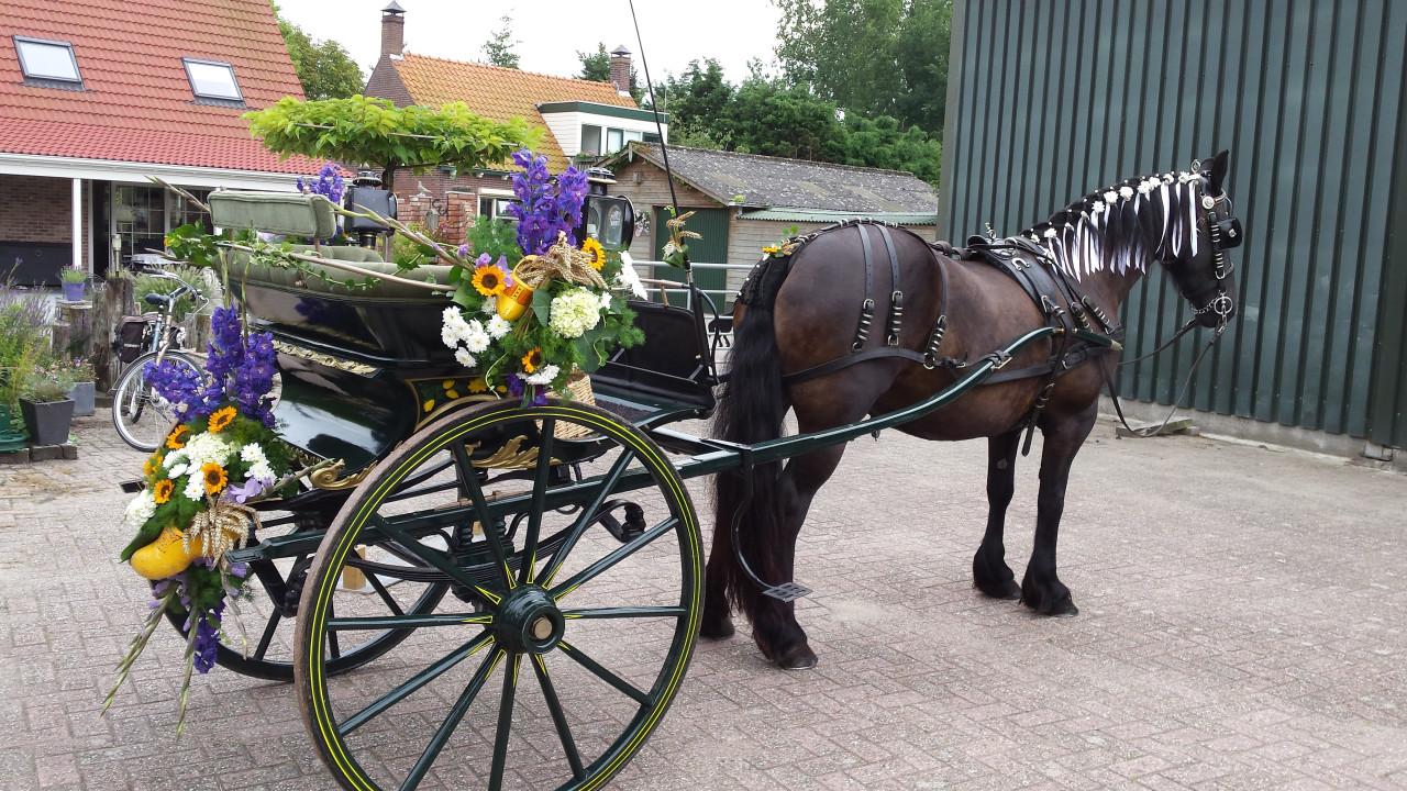 Sjees (friese tilburie)