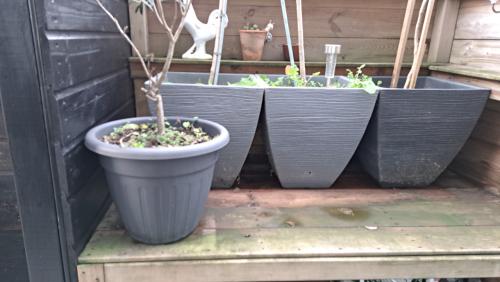 Plantenbakken incl. diverse planten