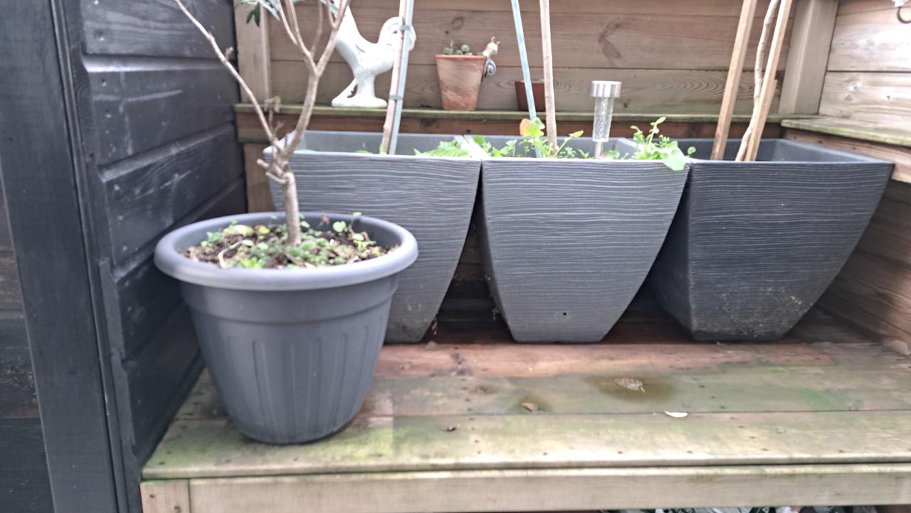 Plantenbakken incl. diverse planten