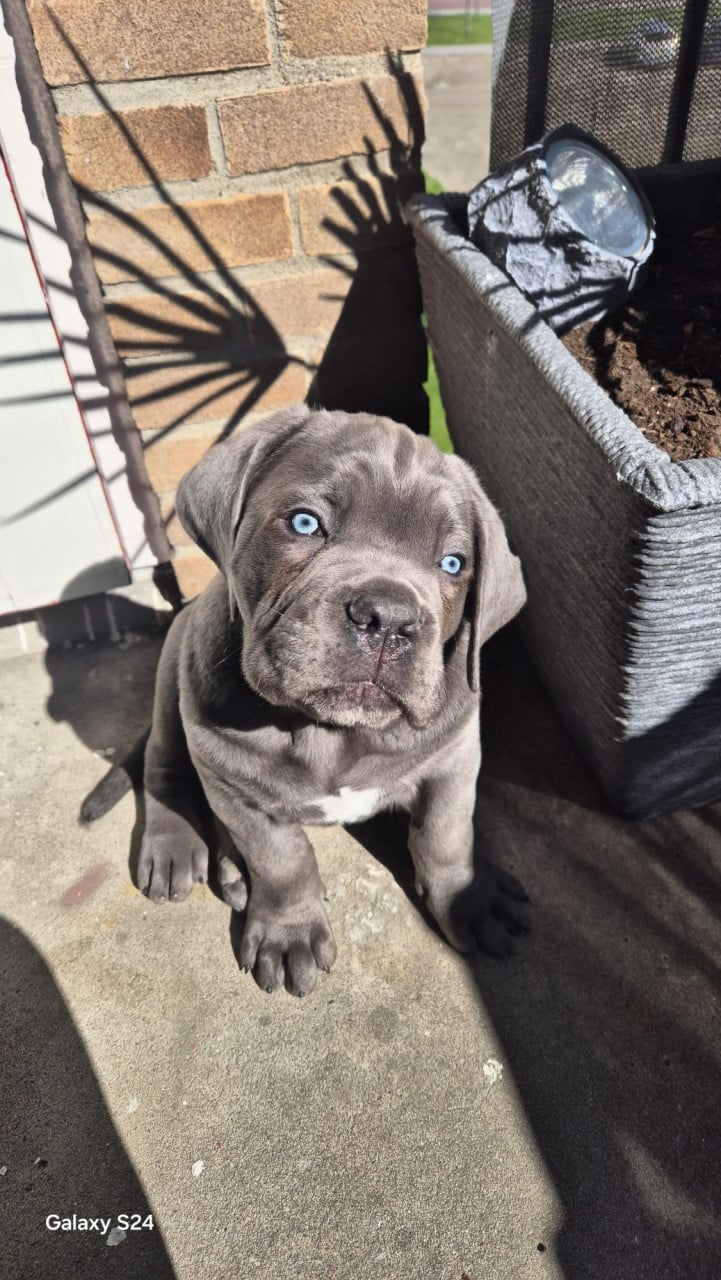 Cane Corso