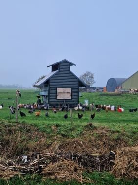 Jonge leggen en te koop