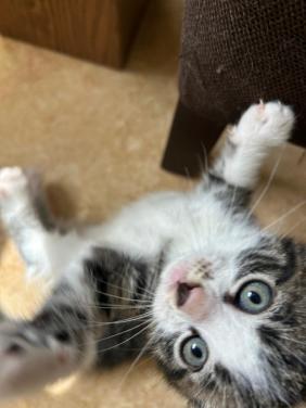 Kittens (mannetjes)