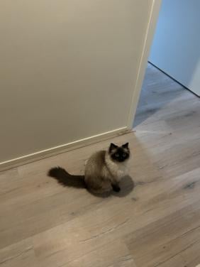 Ragdoll poes heldere blauwe ogen seal point 1,5 jr