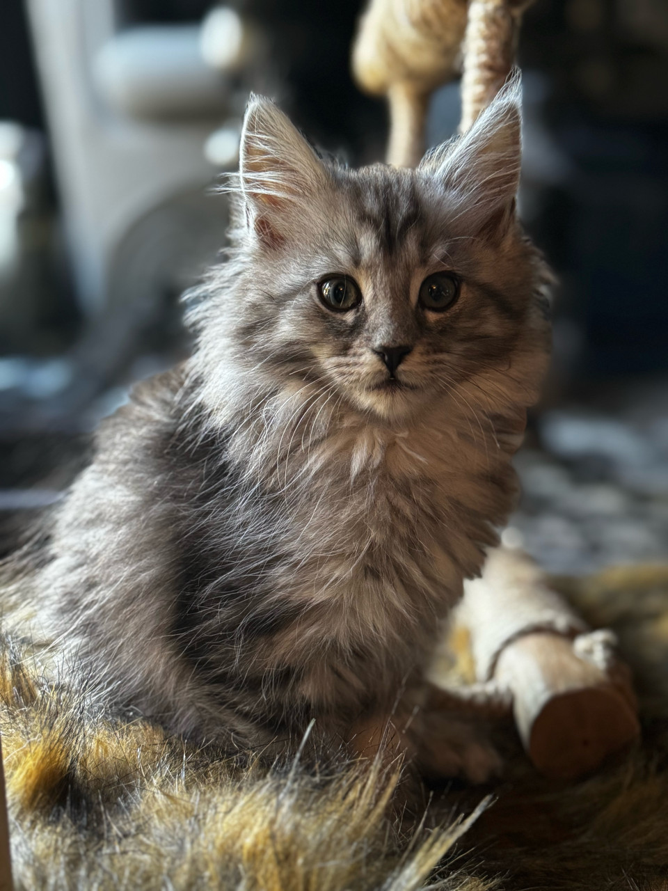 2 maine coon poesjes