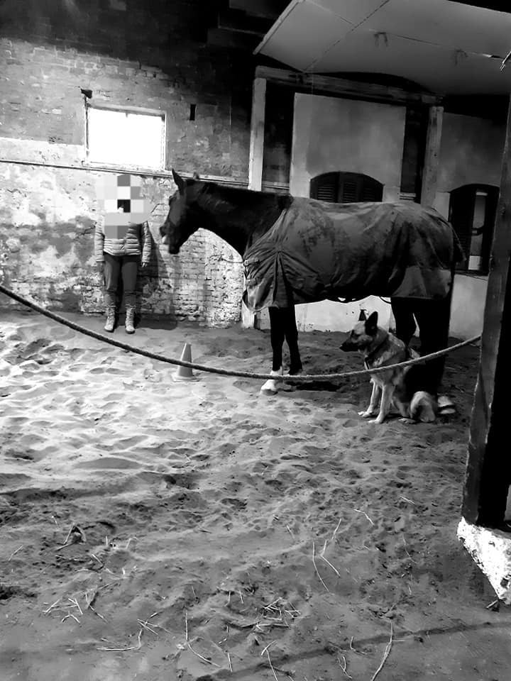 Familieopstellingen met paarden