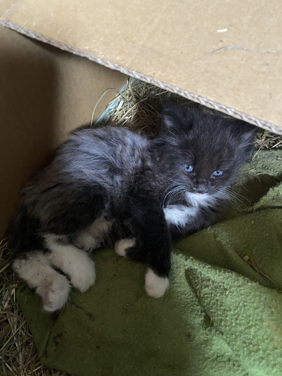 Kittens zoeken nieuw huisje!