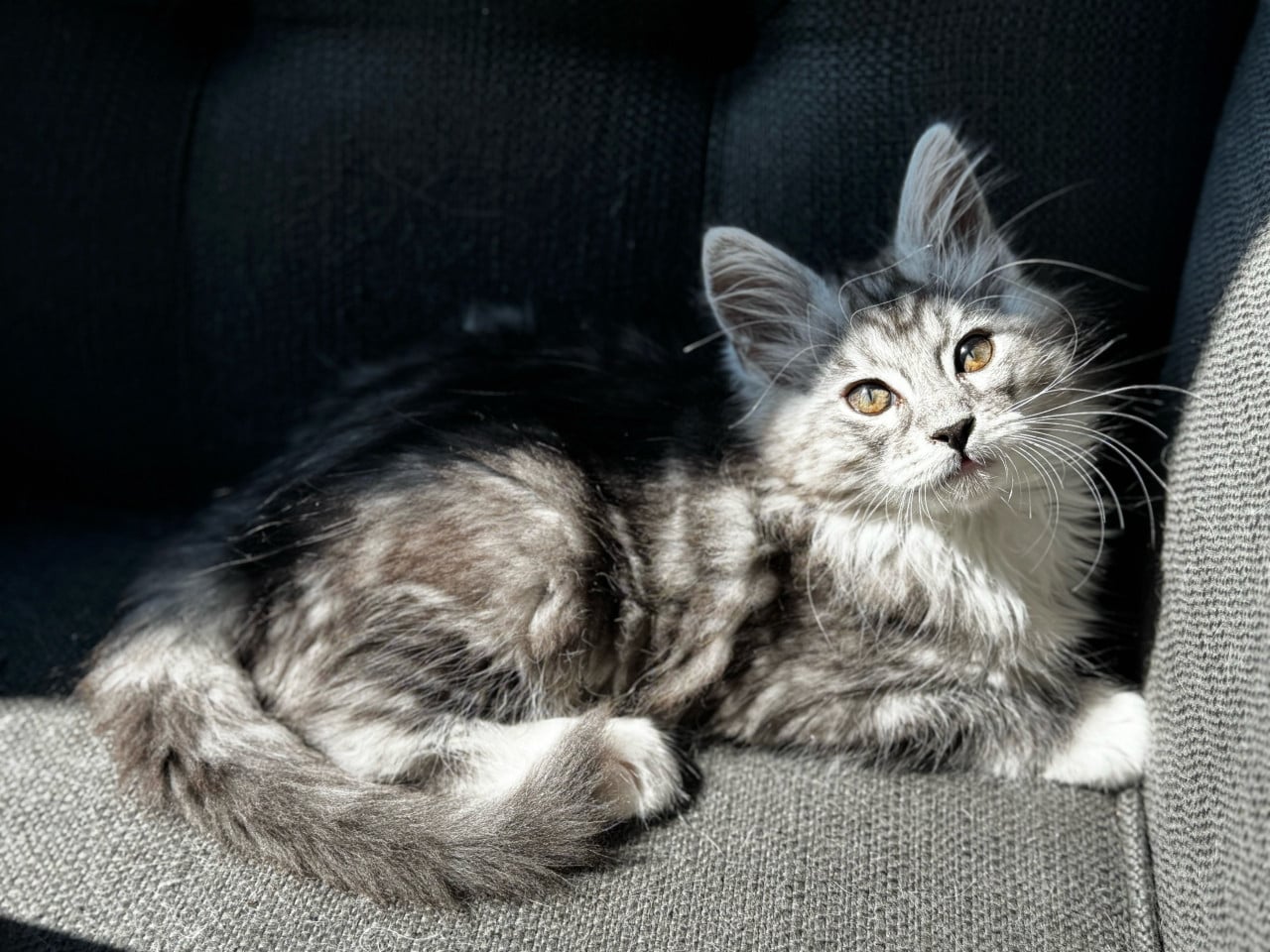 2 maine coon poesjes
