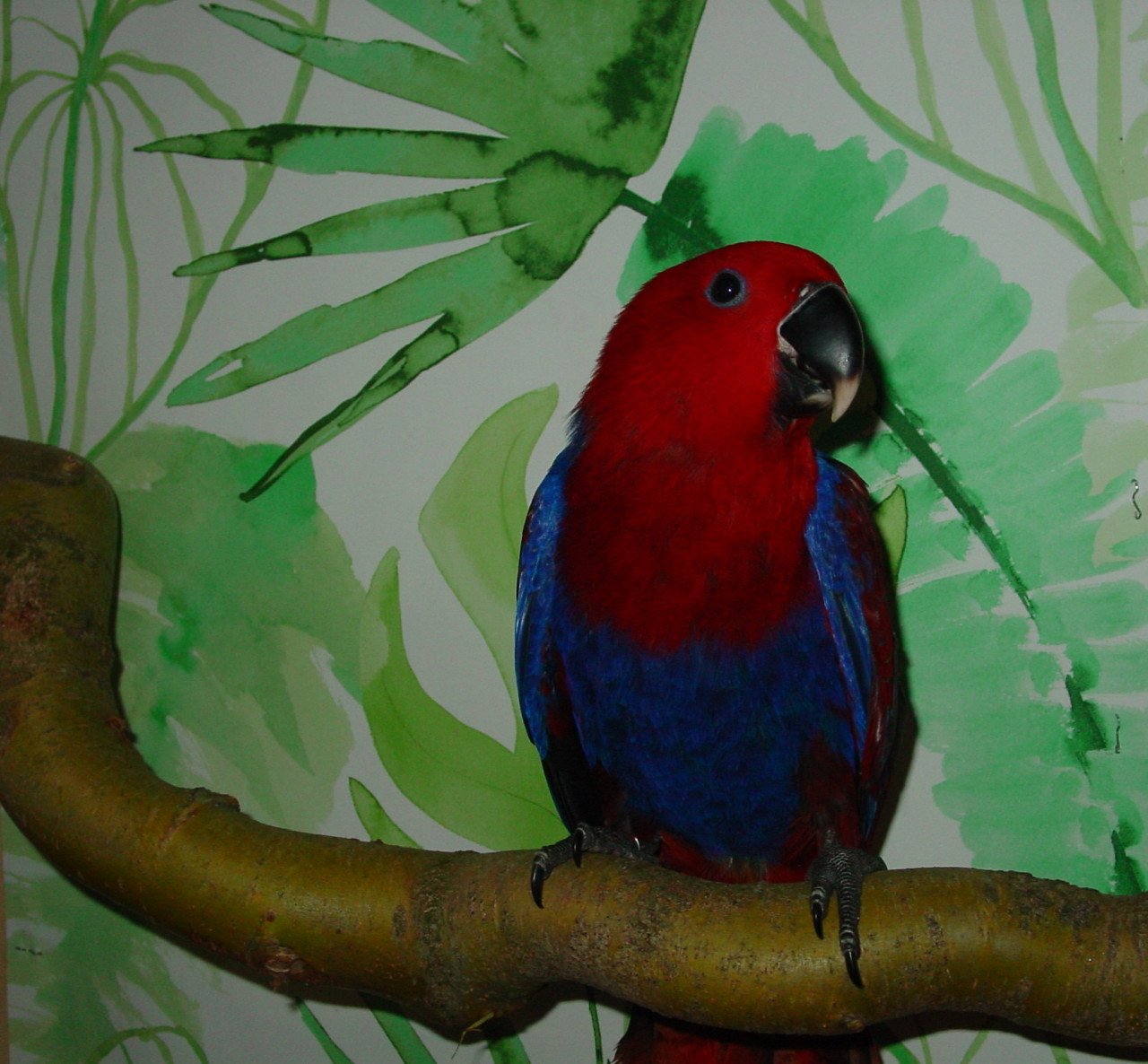 Papegaaien, aangeboden handtam en natuur kweek vogels