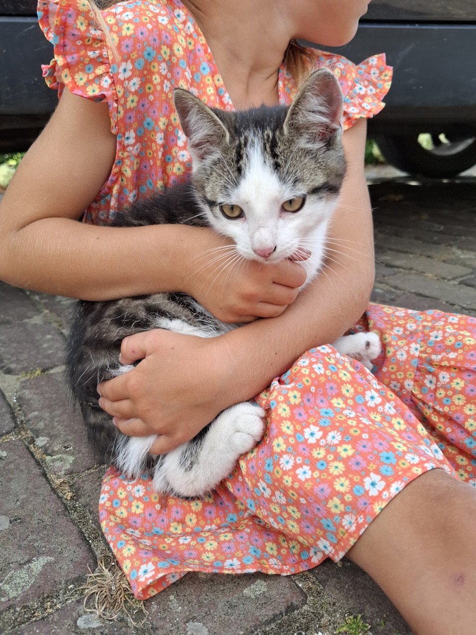 Kittens