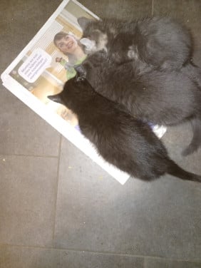 Kittens