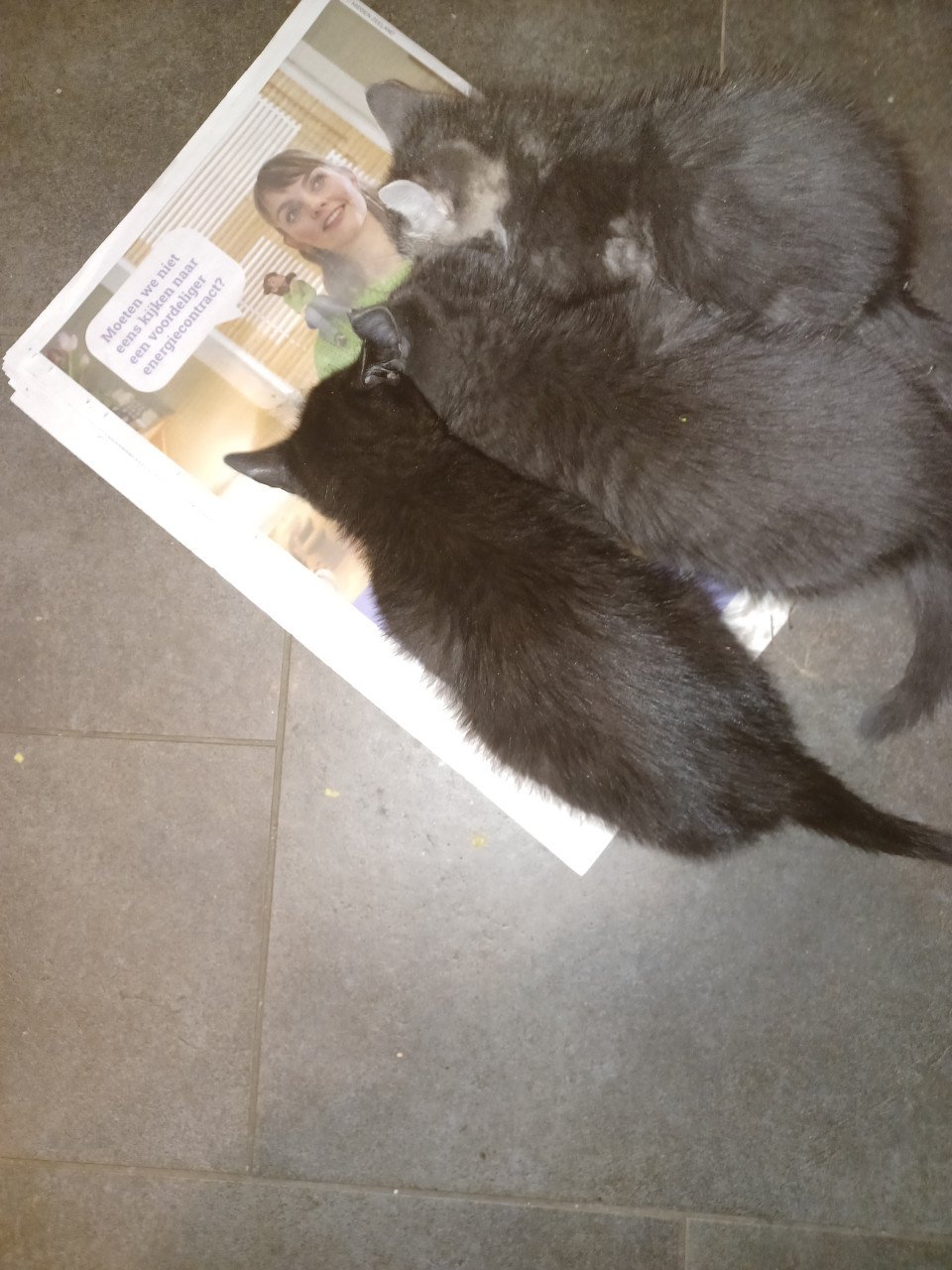 Kittens