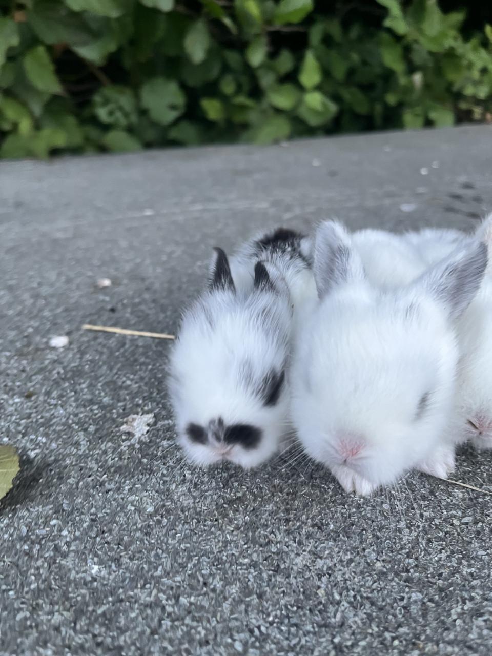 Baby konijntjes